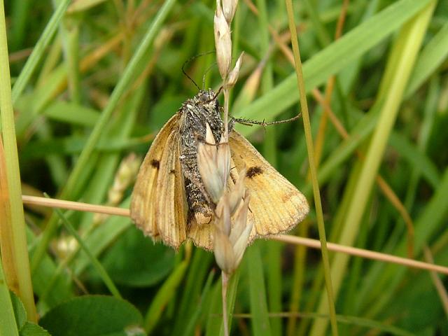 Euclidia glyphica Burnet Companion